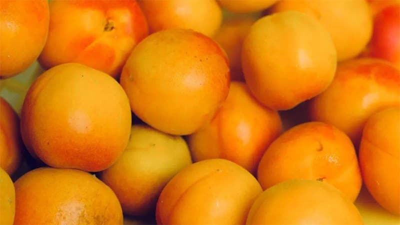 images/1723622211734apricots sorting.jpg